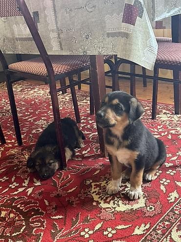 Alman çoban iti, 2 ay, Peyvəndli