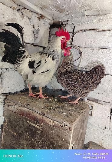 serebrist toyuq: Toyuq, Damazlıq — 2