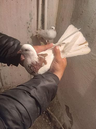 adana göyərçin: Salam.ikiside tutulmadir.biri 10manat.biri ayaginda uzuylu tutulub — 3