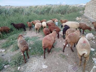 yerli inekler: 13 erkək 16 dişi kom istəyən olsa endirim olacaq - Təxminən 20+ baş — 1