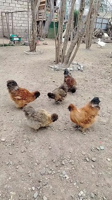 xoruzun cinsiyyet orqani: Toyuq, Damazlıq, Ünvandan götürmə, Ödənişli çatdırılma, Rayonlara çatdırılma — 1