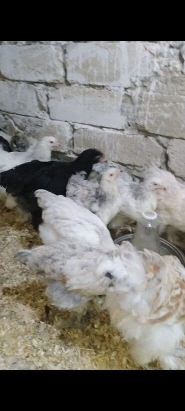 tutuquşu qiymeti: Toyuq cücələri, Damazlıq — 5