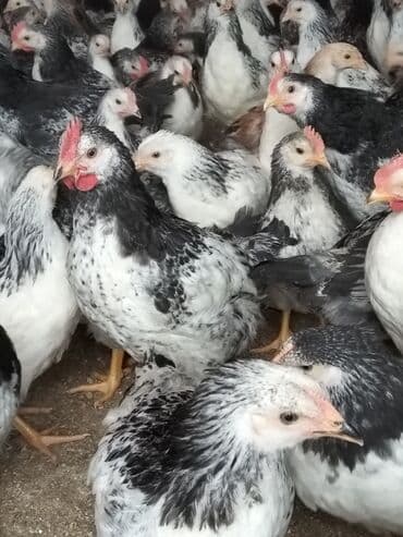 Hinduşka: Lider serebirist çolpalar 70 günlükdü çəkiləri — 7