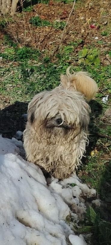 Şirin, kiçik ölçülü, uzun tüklü it - Cins: kiçik dekorativ tip