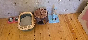 meykun pisik: Şotland yastı qulaq, Dişi, Yaxşı əllərə, Pulsuz çatdırılma — 4