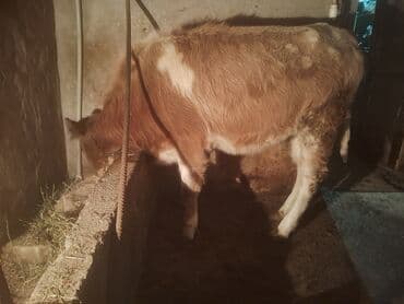 Inəklər, öküzlər: Satılır: cins dana - Növ: iribuynuzlu (dana) - Rəng: açıq qəhvəyi — 1