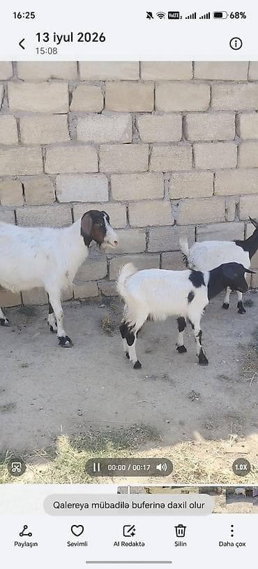 naxcivan heyvan elanlari: 1 ekiz bala 1 ana bala 1 dişi cepiş 1 erkey cepiş qiymət 800 azn — 3
