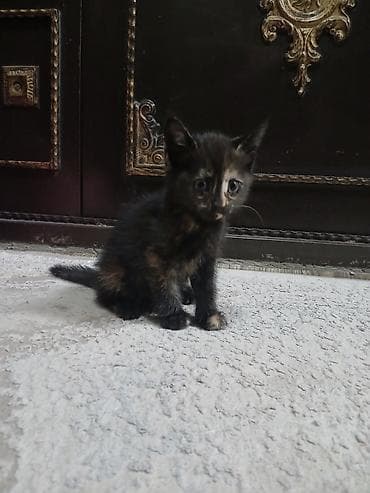 etibarli ellere: Erkək, Dişi, Yaxşı əllərə, Ünvandan götürmə — 4