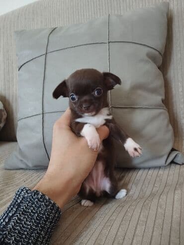 чихуахуа цена в баку: Чихуахуа, 2 месяца, С родословной, Самовывоз — 1