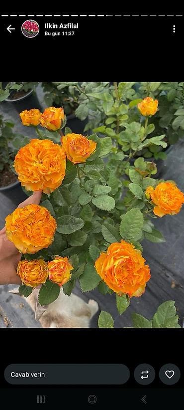 гул: Məhsul: Qızılgül kol gülləri – çoxçeçəkli, dekorativ sortlar Təsvir — 7