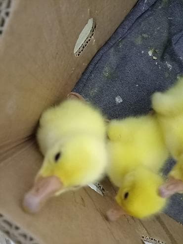Heyvanlar üçün mallar: Məhsul: Sarı ördək balaları (paçaqlı dimdikli, tüklü cücələr) Təsvir — 3