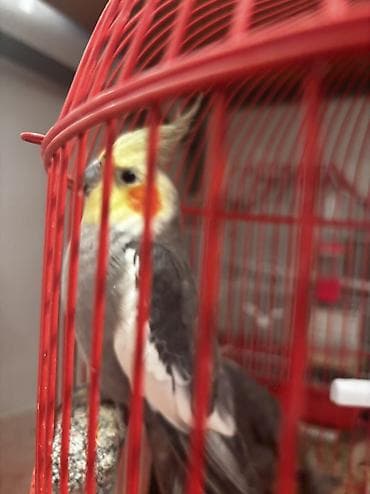 afcarka dişi: Korella cütü satılır cütü 65 manata əgər istəyən olsa — 1