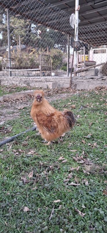 setter it cinsinin digər adı: Qırmızı PonPon xoruzu — 2