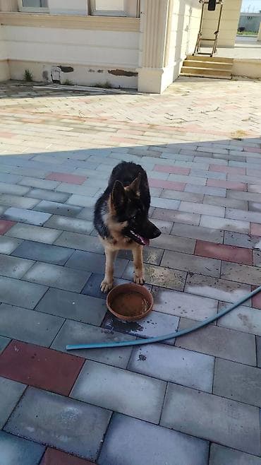 alman ofcarkası: Alman çoban iti — 1