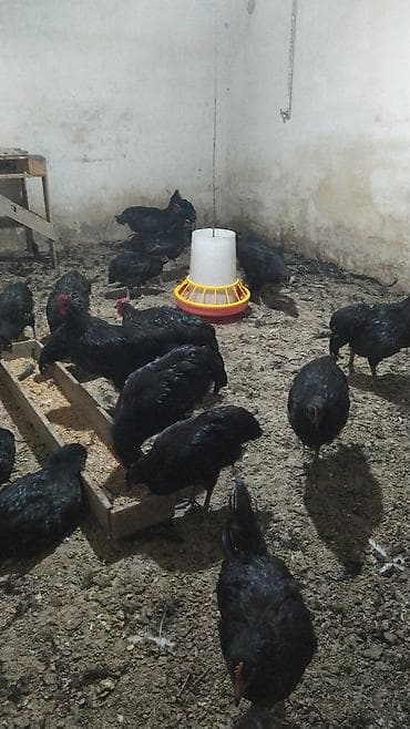 dağ toyuğu: Məhsul: Qara rəngli yumurta və ət istiqamətli toyuqlar (fermadan) — 3