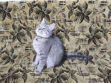 pişik latoku: Britan, Erkək — 4