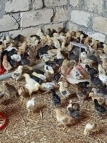 kənt cücələri: Toyuq cücələri, Damazlıq, Rayonlara çatdırılma — 2