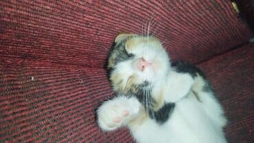 Yaxşı əllərə, Ödənişli çatdırılma