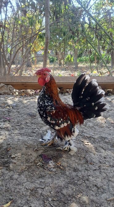 xoruz toyuq: Xoruz, il: 1, Pulsuz çatdırılma — 3