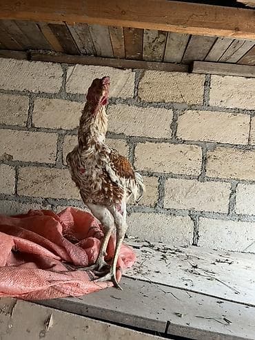 oğlan it adları: Xoruz, Heyratı, il: <1 — 6