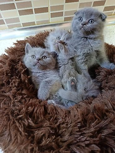 it pişik: Britan yastı qulaq — 2