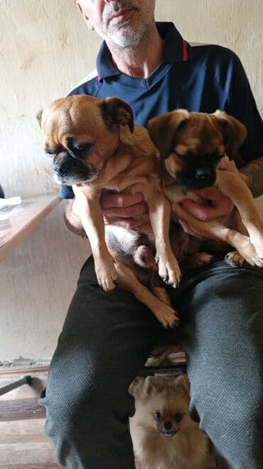 alabay balası: Peyvəndli — 5