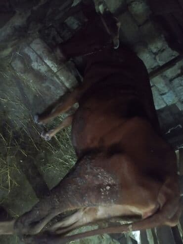 dana satişi: Damazlıq maldi 3cu qarindi 1aydi keliye gəlib yani balali satılır pul — 4