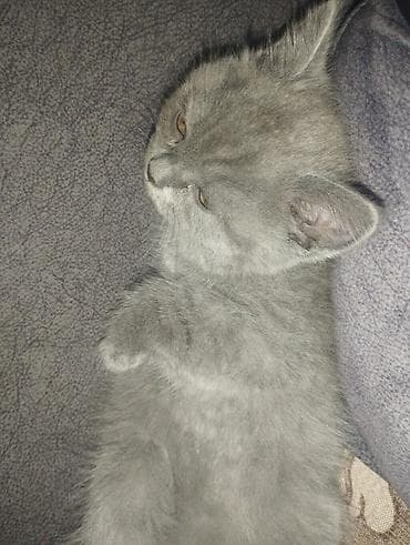 Şotland, Dişi, Yaxşı əllərə — 4