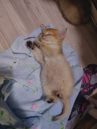 saf qan haski: Qızıl şinşilla, Erkək, Dişi, Yaxşı əllərə, Ünvandan götürmə — 4