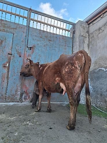 Yemlər: 14 litir süd verir 4 qarına doğub 10 gündü doğub balası dişdi — 1