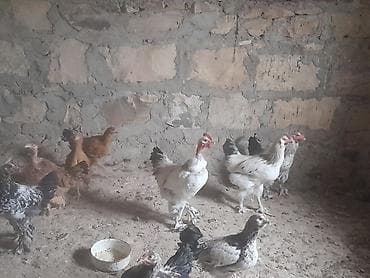 Salam aleyku. büçələr satılır 3 aylıqlar kəsimədə damazlığada yaxşıdı