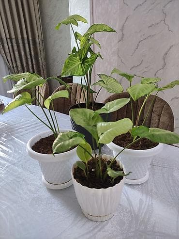 pilastik qapi: Syngonium (oxlov yarpağı) bəzək bitkiləri – 3 ədəd - Növ: Syngonium — 2
