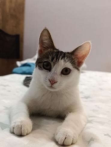 ev pişiklər: Yaxşı əllərə — 6