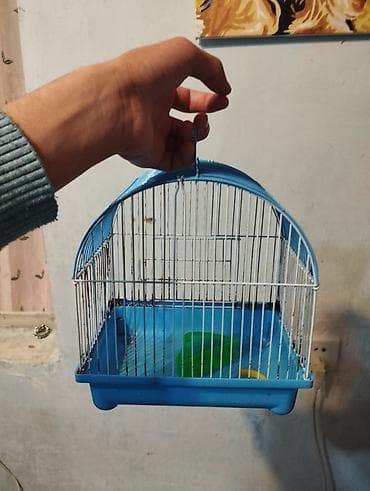 canavar dişi satılır: Erkək dişi birlikdə satılır tam sağlam .1 aylıq yemi 2 meşok apilkası — 9