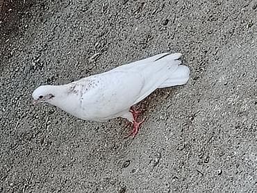 pitbull bala: Salam tay balalar cutu 15manat unvan maşdaga 0516831165 vatsapda — 3