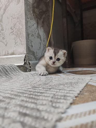 xacmaz heyvan bazari: Şotland yastı qulaq — 7