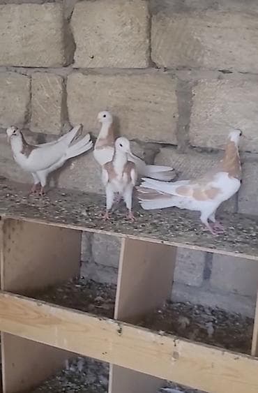 ev quş: Sarı boynu güllülər 2 erkey 2 maya vpda yazn videson atım real — 2