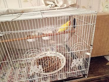 Собаки: 1cüt Nerazluçnik, 1balası,qəfəs yuva qarışıq satılır — 1