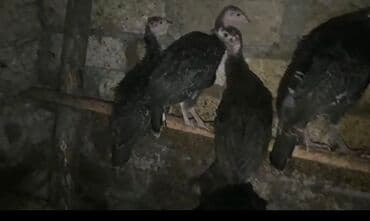 Məhsul: Hind quşları 3 aylıq Ünvan gəncə 0552422494 lalafo.az -da Məhsul: Hind quşları 3 aylıq Ünvan gəncə 0552422494