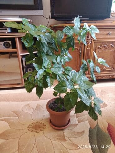 kokelmek ucun bitki caylari: Hibiscus — 2