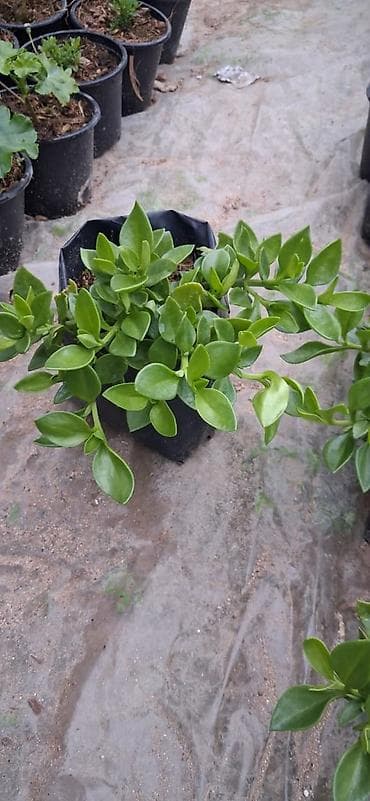 radyator kobi: Asma dipçək gülləri. Sukkulent – Lampranthus (Buzçiçəyi) Qiymətləri — 4