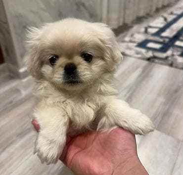 Pekines, 1 ay, Dişi, Peyvəndli, Ünvandan götürmə