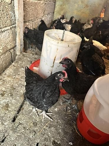 cuca: Toyuq, Australorp, Damazlıq — 5