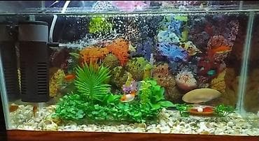 akvarum baliqlari: Dördbucaq akvarium, 40 l, Pulsuz çatdırılma — 5