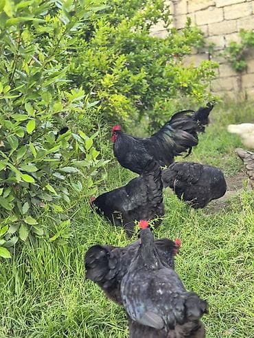 tap az atlar: Toyuq cücələri, Damazlıq — 9