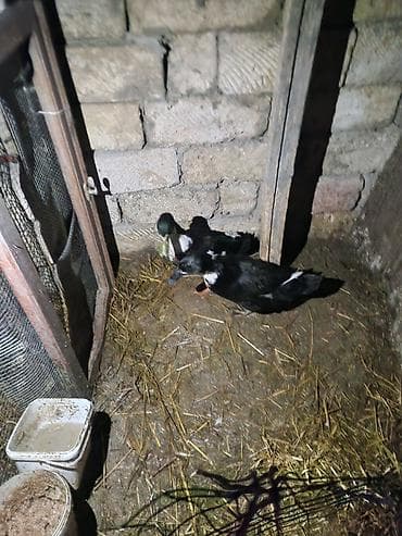 sfinks satilir: Erkək, Damazlıq, Ünvandan götürmə — 2