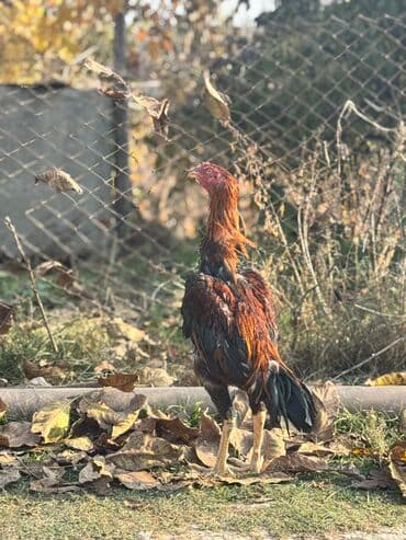 doyusken xoruzlar: Səməni rəngli, uzunboyun, iri ayaqlı kənd xoruzu. - Növ: Uzun — 1