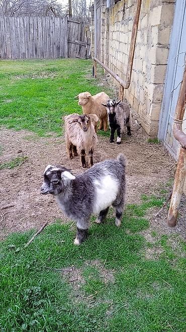 Salam helebin qiymeti 160 dörd cebiş 110 lalafo.az -da Salam helebin qiymeti 160 dörd cebiş 110