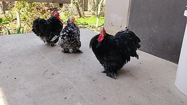 Куры: Курица, Для разведения — 3