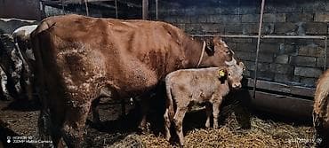 disi pisik: Dişi, Simental, il: 4, 950 kq, Südlük, Rayonlara çatdırılma — 2